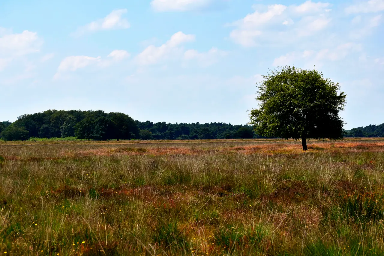 A tree in the middle of a field
