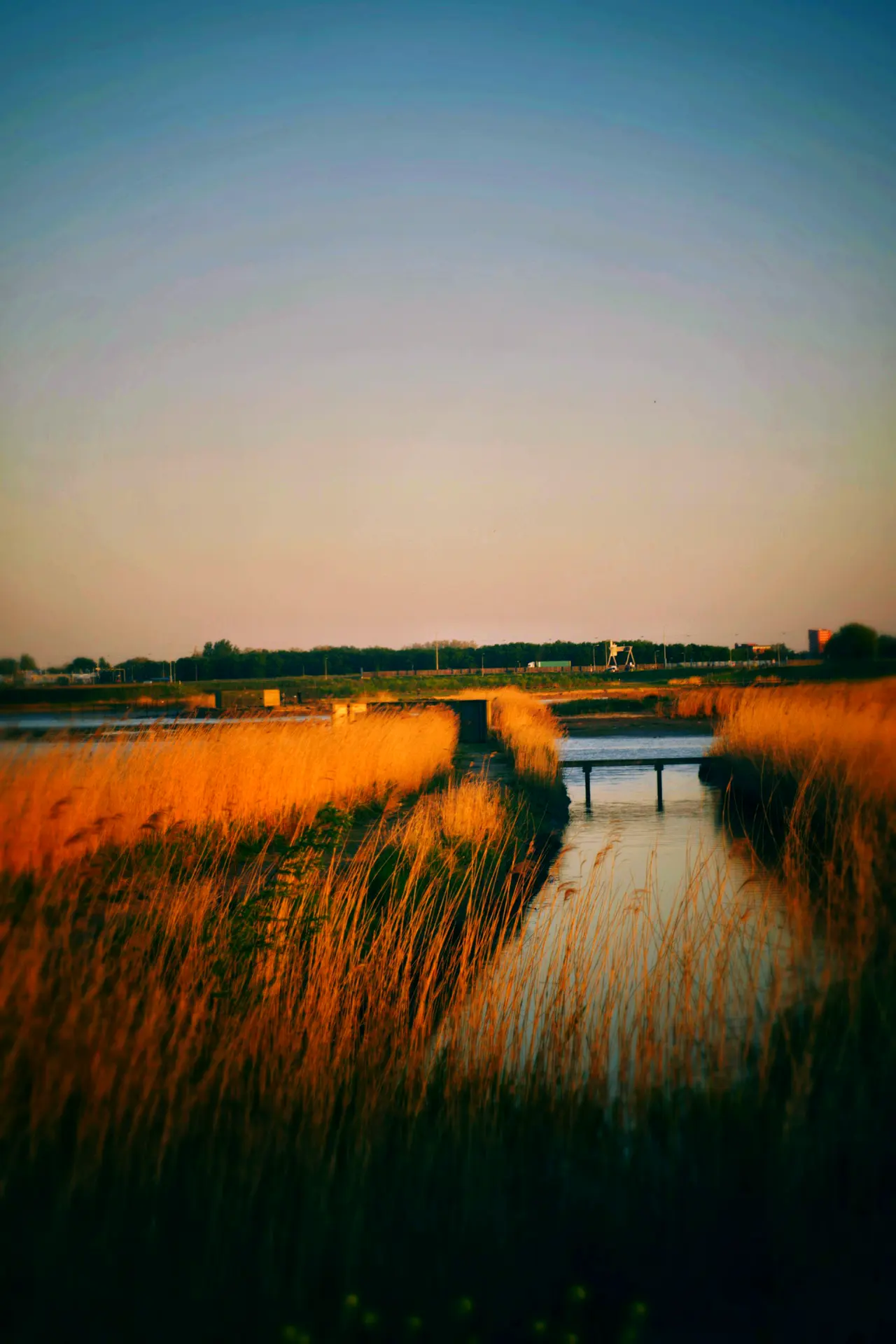 Een pad met een bruggetje door het riet