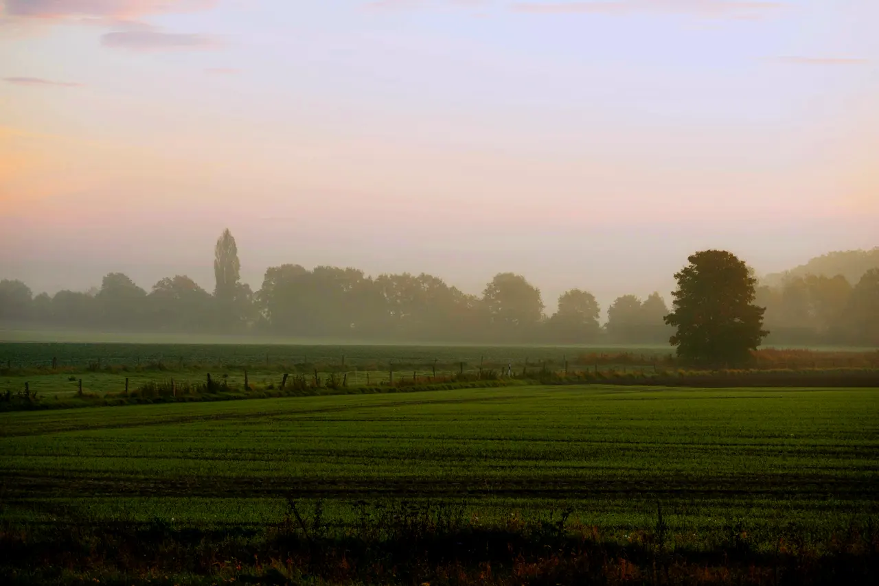 A field in the mist